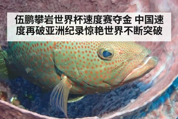 伍鹏攀岩世界杯速度赛夺金 中国速度再破亚洲纪录惊艳世界不断突破